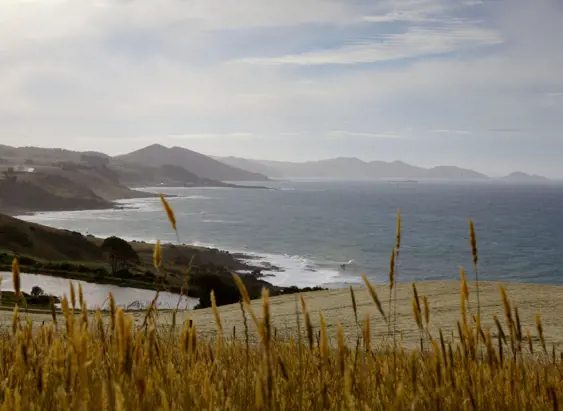 Coastal view through hillside grass toward distant headlands at Table Cape, Wynyard on Tasmania's North West Coast