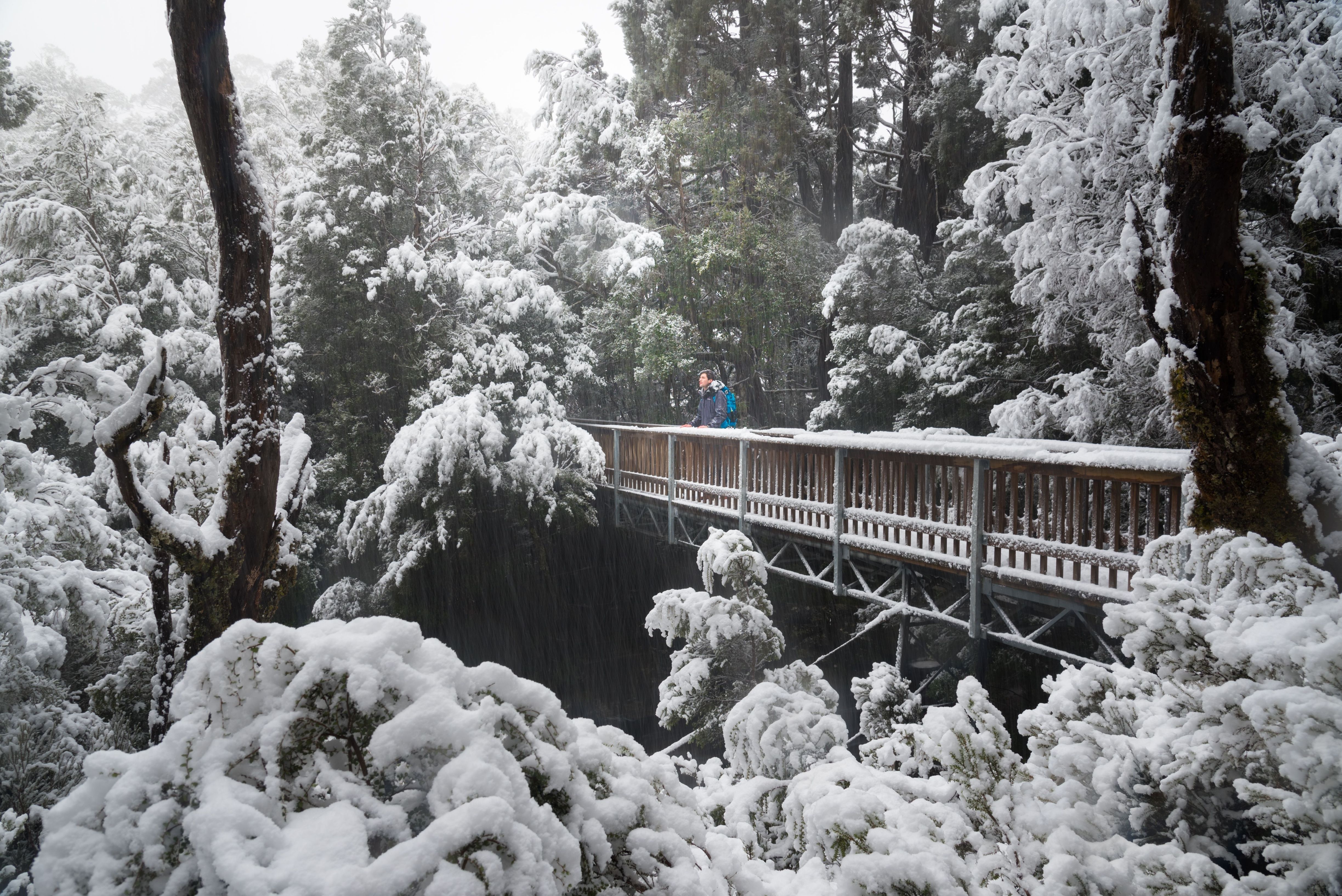 A walker on a snow covered boardwalk on the Enchanted Walk, Cradle Mountain-Lake St Clair National Park, Tasmania