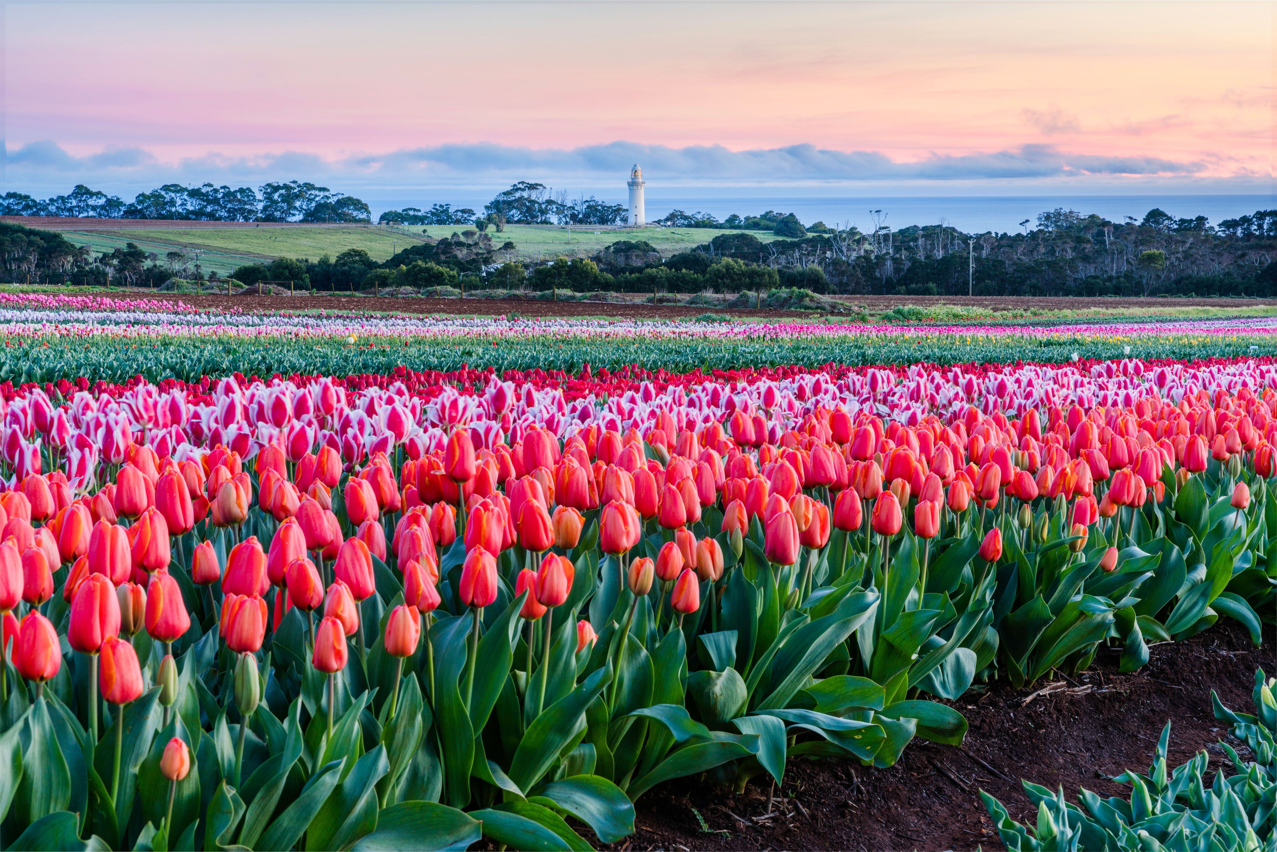 Rows of red tulips at Table Cape Tulip Farm with the lighthouse beyond, Wynyard on Tasmania's North West Coast