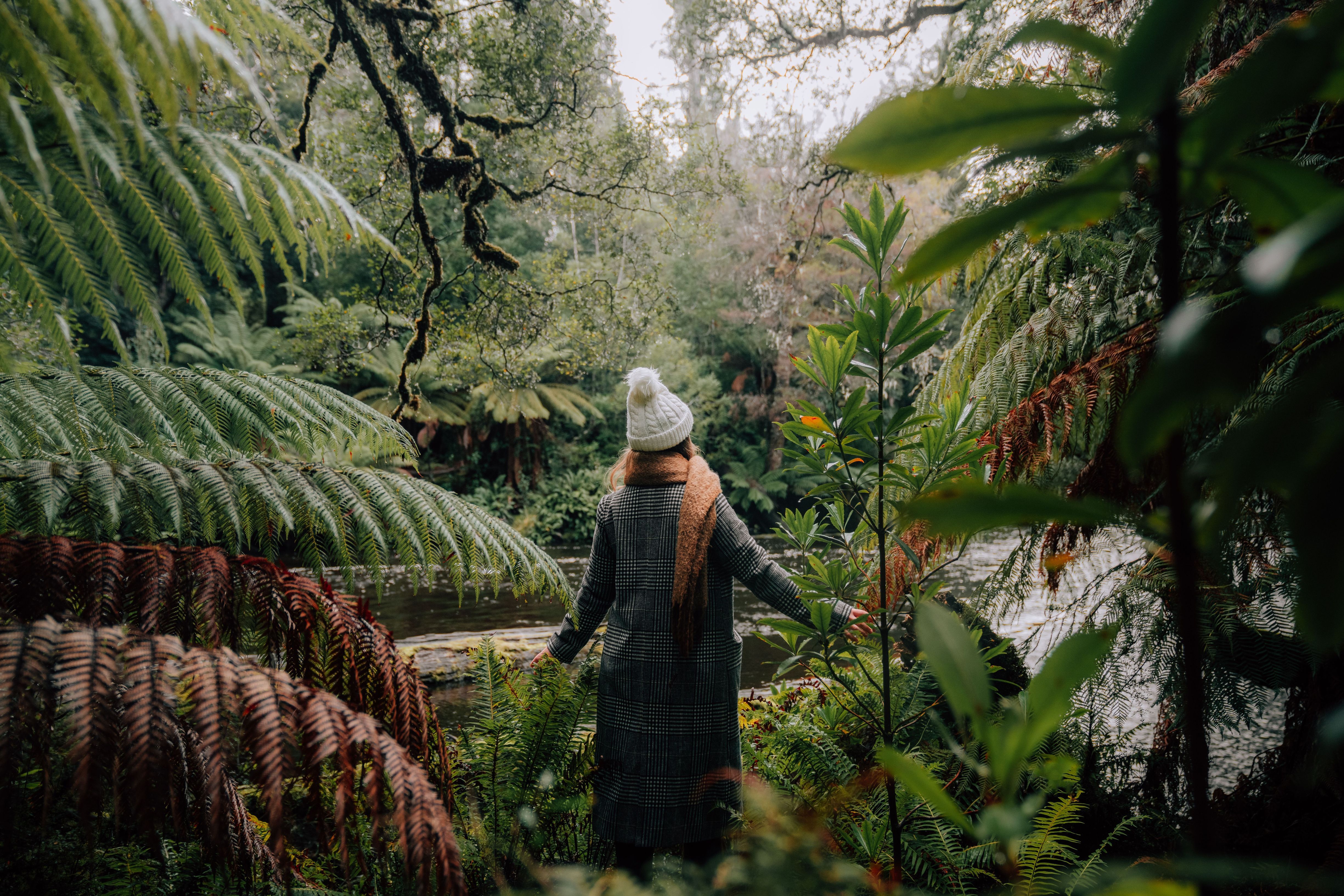 A person standing among trees in Styx Valley near the Tasmanian Wilderness World Heritage Area