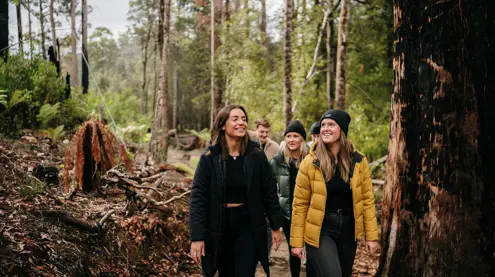Five people walking on a forest track at Tahune Airwalk, Tahune Adventures in Geeveston, Tasmania's Huon Valley