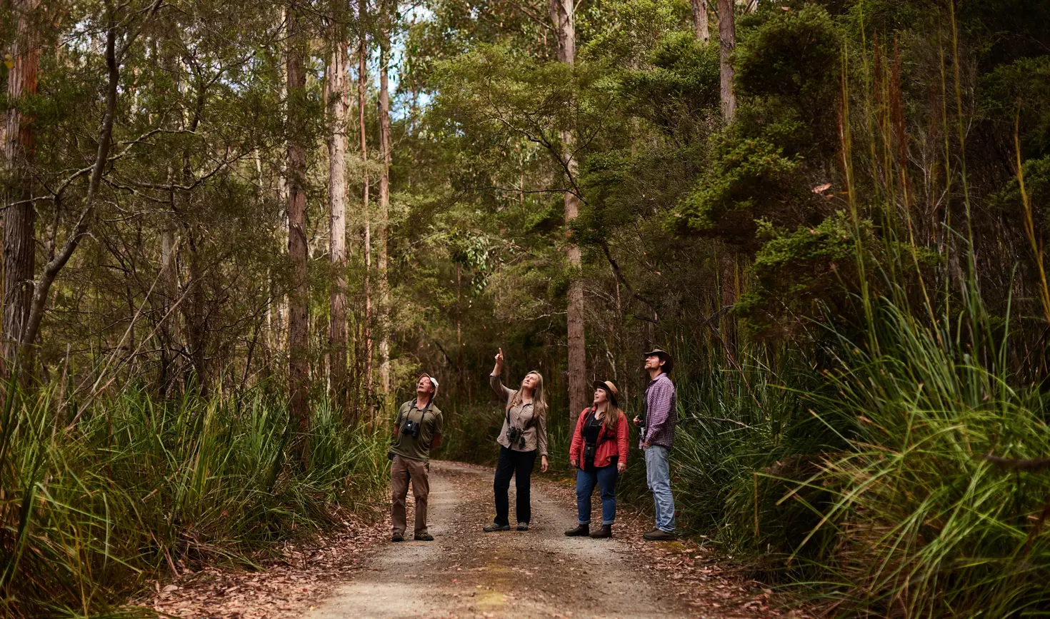 Four people with binoculars looking up at the trees on a forest track, Inala Nature Tours on Bruny Island, Tasmania