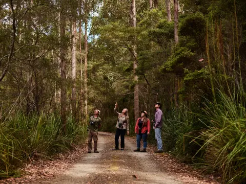 Four people with binoculars looking up at the trees on a forest track, Inala Nature Tours on Bruny Island, Tasmania