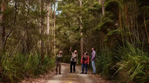 Four people with binoculars looking up at the trees on a forest track, Inala Nature Tours on Bruny Island, Tasmania