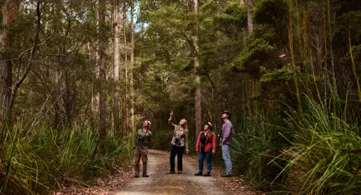 Four people with binoculars looking up at the trees on a forest track, Inala Nature Tours on Bruny Island, Tasmania
