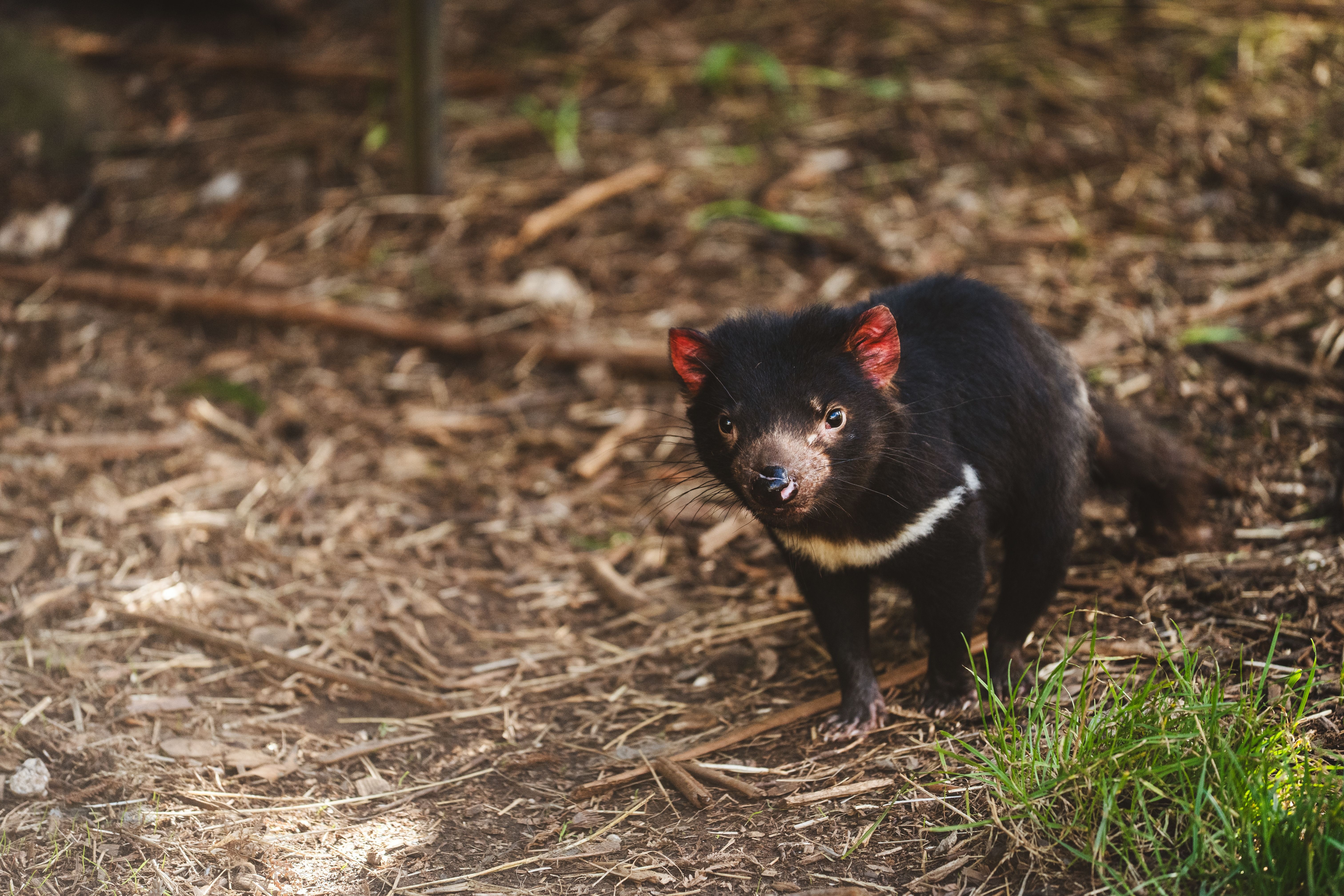 A Tasmanian devil on the forest floor at Wings Wildlife Park, Gunns Plains on Tasmania's North West Coast