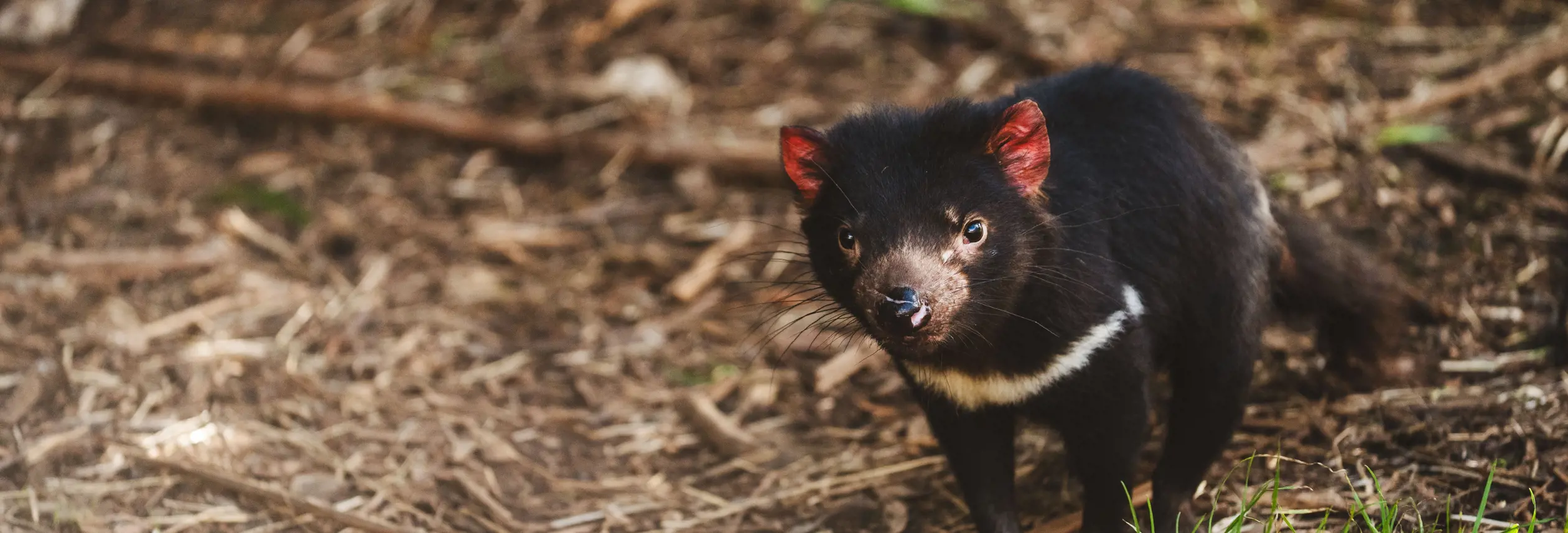 A Tasmanian devil on the forest floor at Wings Wildlife Park, Gunns Plains on Tasmania's North West Coast