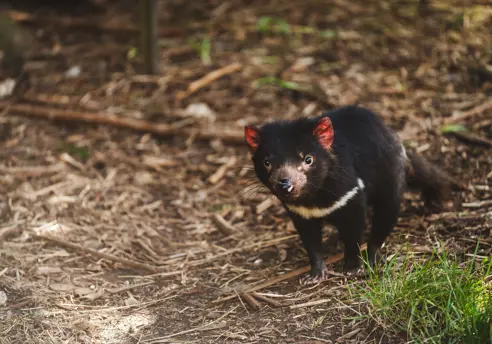 A Tasmanian devil on the forest floor at Wings Wildlife Park, Gunns Plains on Tasmania's North West Coast