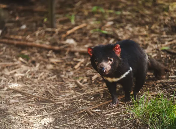 A Tasmanian devil on the forest floor at Wings Wildlife Park, Gunns Plains on Tasmania's North West Coast