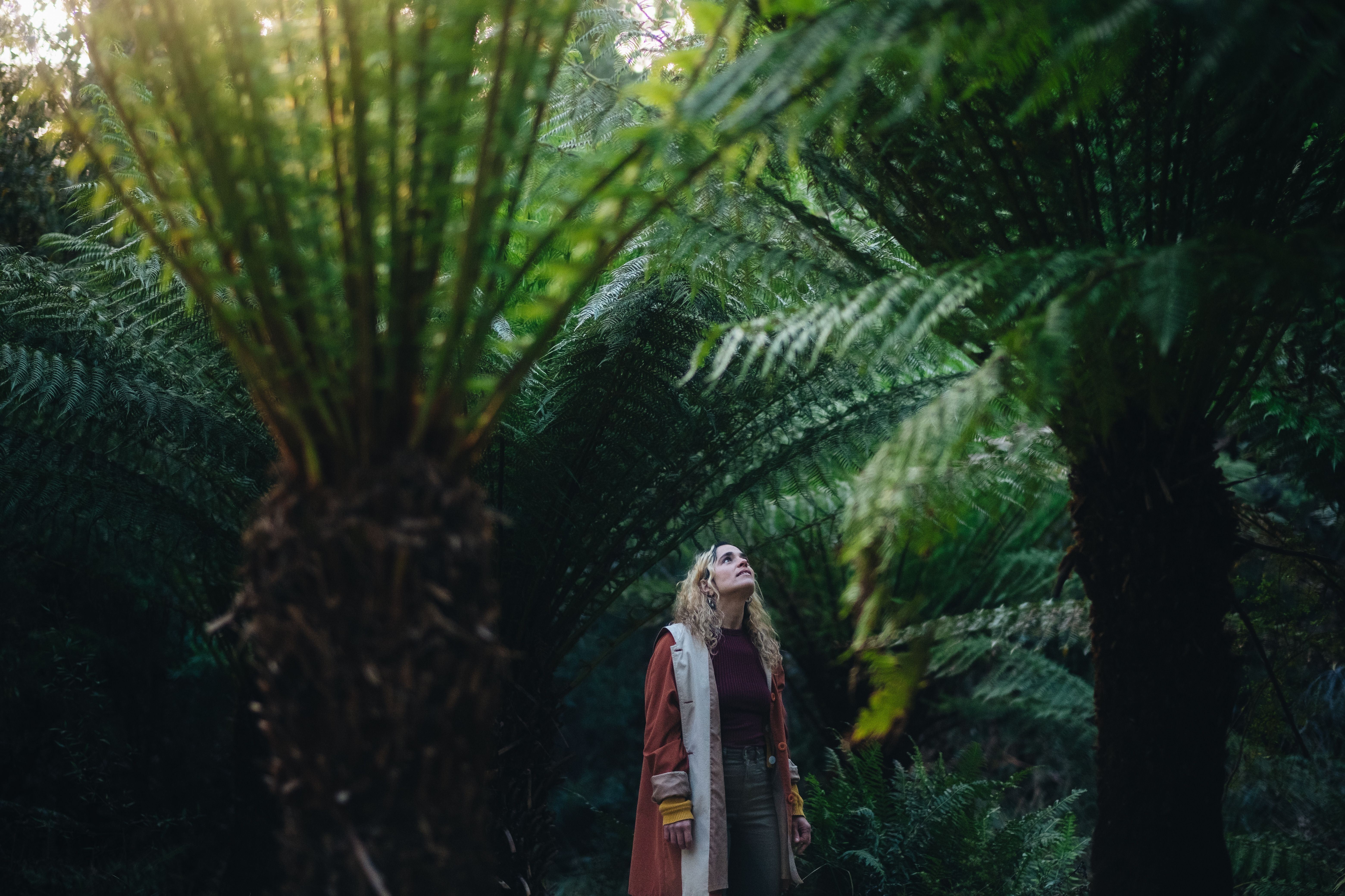 A person looking up at tree ferns on a forest bathing experience with Nature. Be in it. at Waterworks Reserve, Hobart, Tasmania