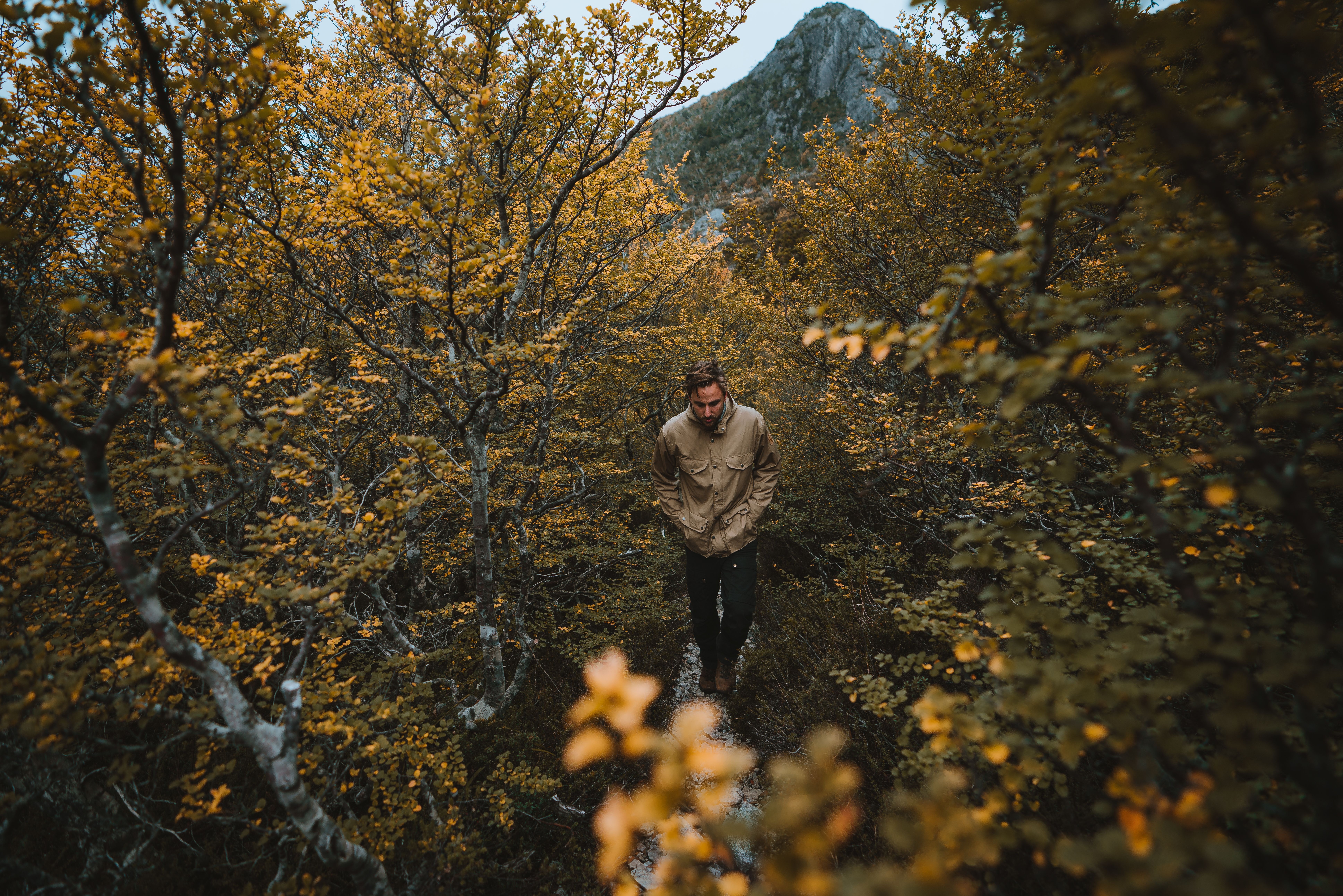 A person walking through Fagus in Cradle Mountain-Lake St Clair National Park, Tasmania