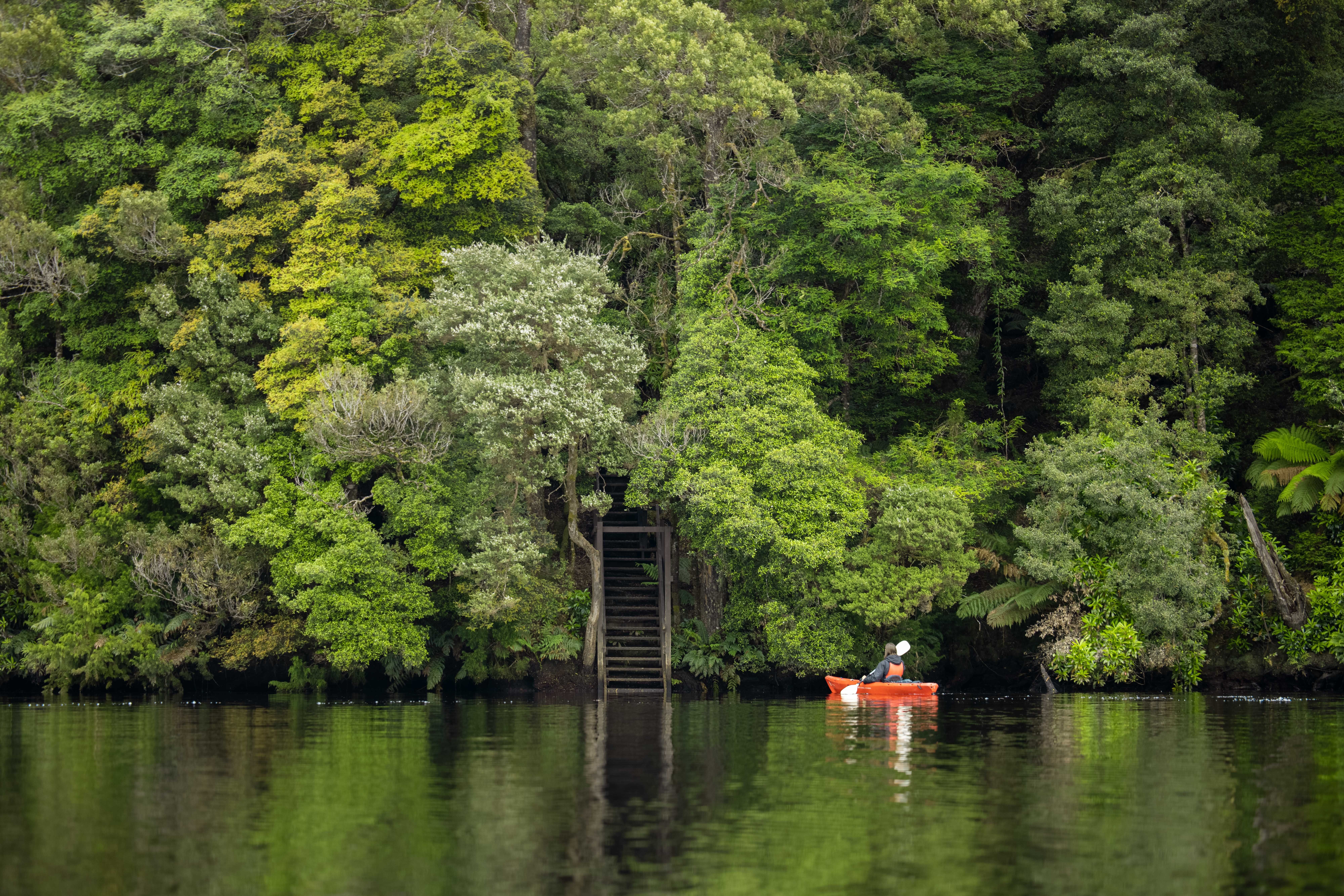A kayaker on the Pieman River near Corinna with dense rainforest and steps to the water, takayna / Tarkine, Tasmania