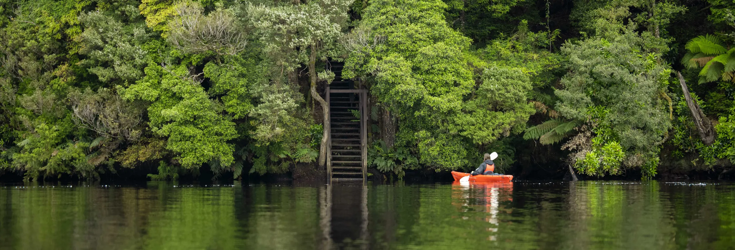 A kayaker on the Pieman River near Corinna with dense rainforest and steps to the water, takayna / Tarkine, Tasmania