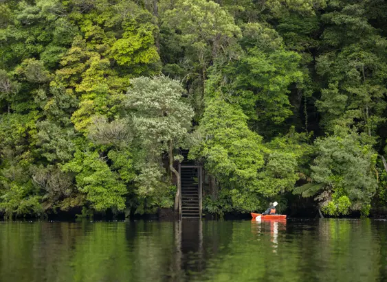 A kayaker on the Pieman River near Corinna with dense rainforest and steps to the water, takayna / Tarkine, Tasmania