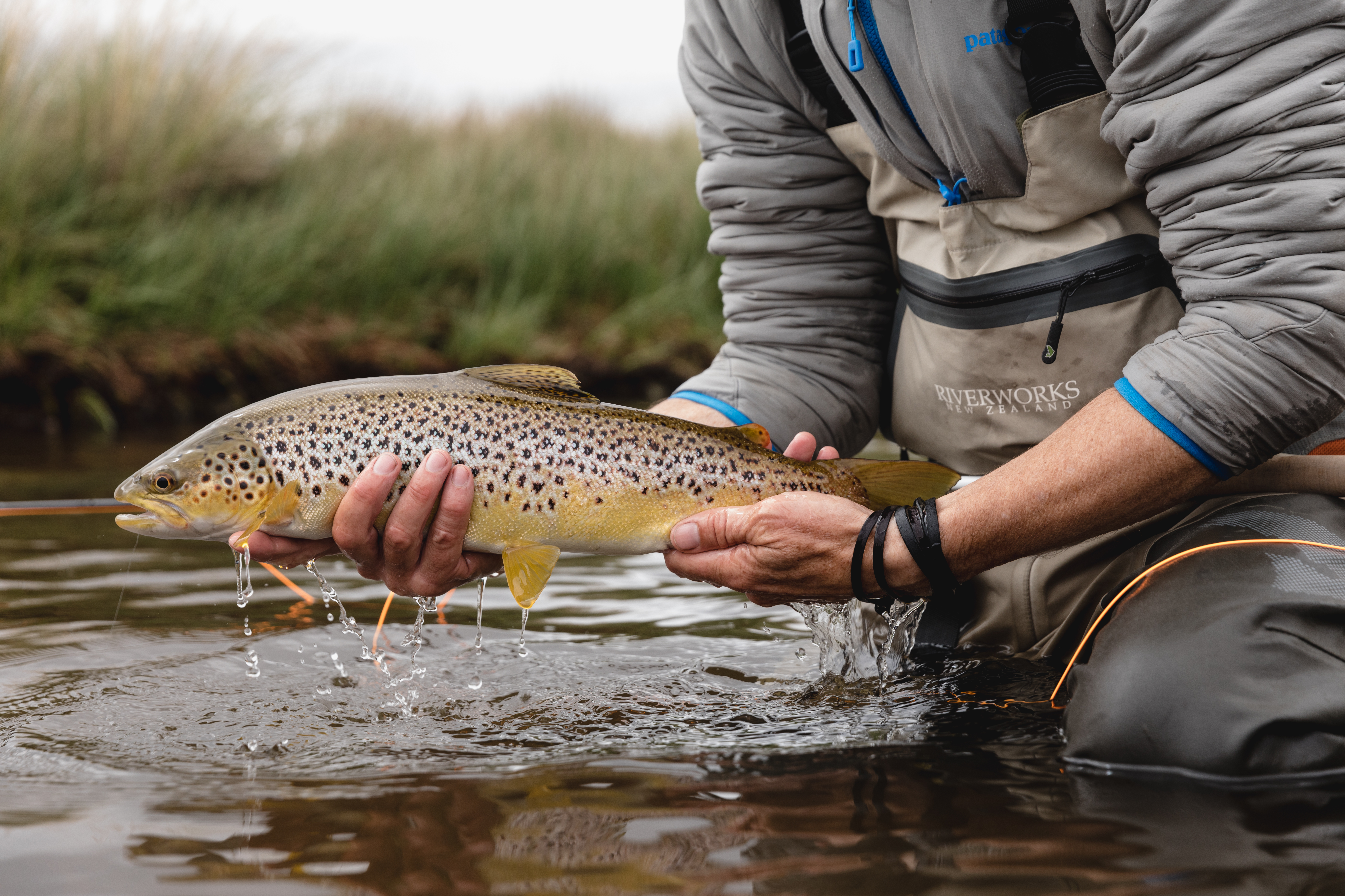 Close-up of hands holding a brown trout above clear flowing water