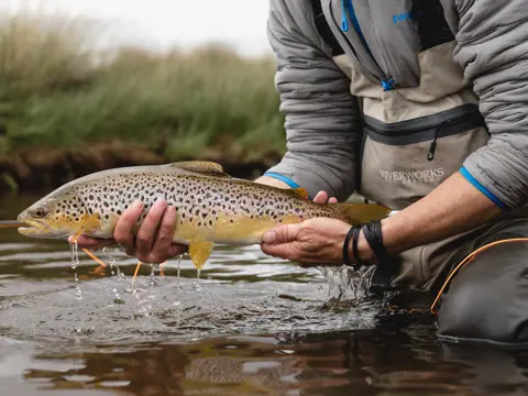 Close-up of hands holding a brown trout above clear flowing water