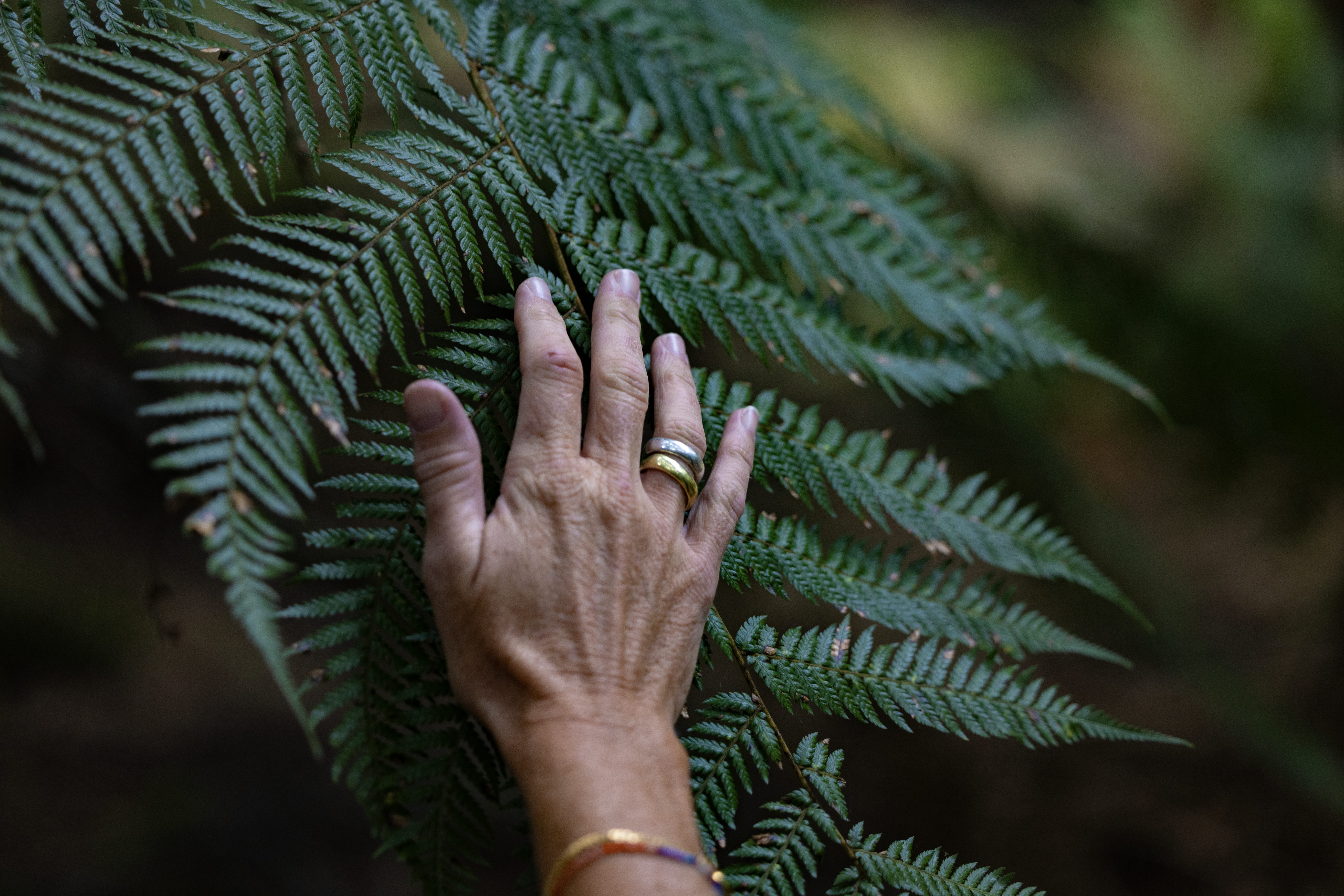 A hand touching a fern on the Trowutta Arch walk, takayna / Tarkine, Tasmania