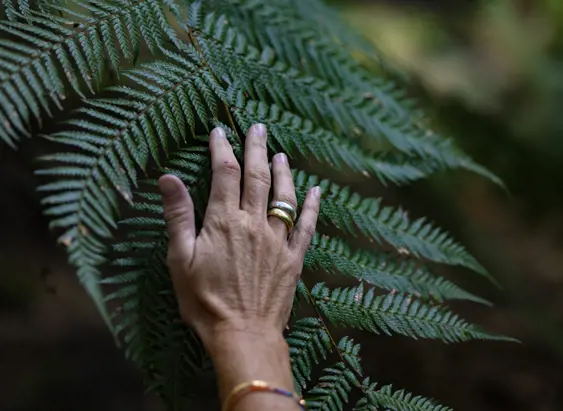 A hand touching a fern on the Trowutta Arch walk, takayna / Tarkine, Tasmania