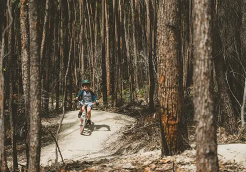 A child riding a mountain bike along a forest trail, dwarfed by the towering trees on either side of the narrow path.
