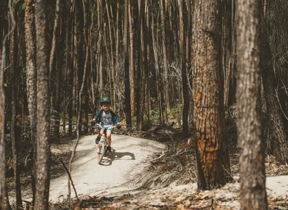 A child riding a mountain bike along a forest trail, dwarfed by the towering trees on either side of the narrow path.