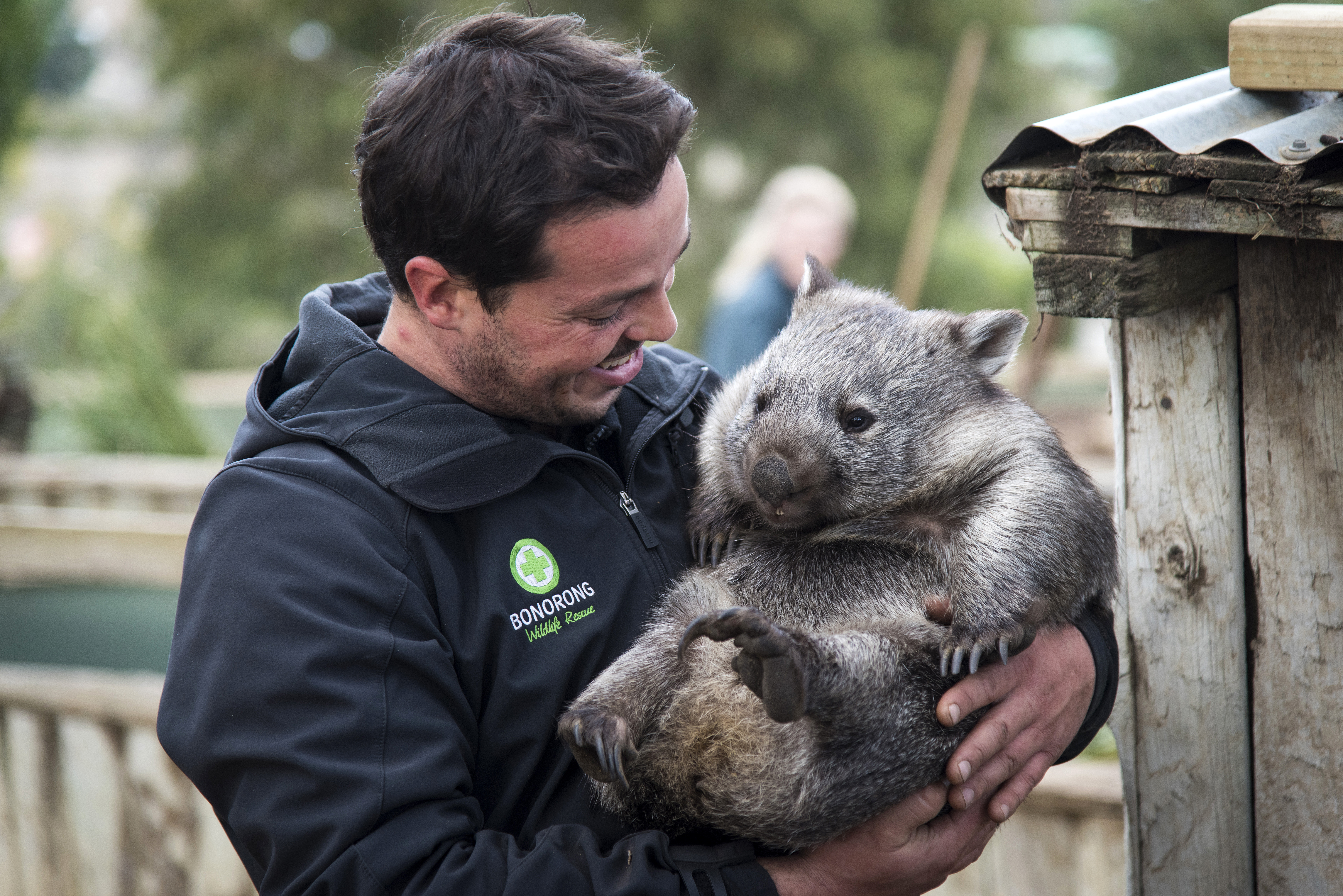 Smiling wildlife park worker holds wombat