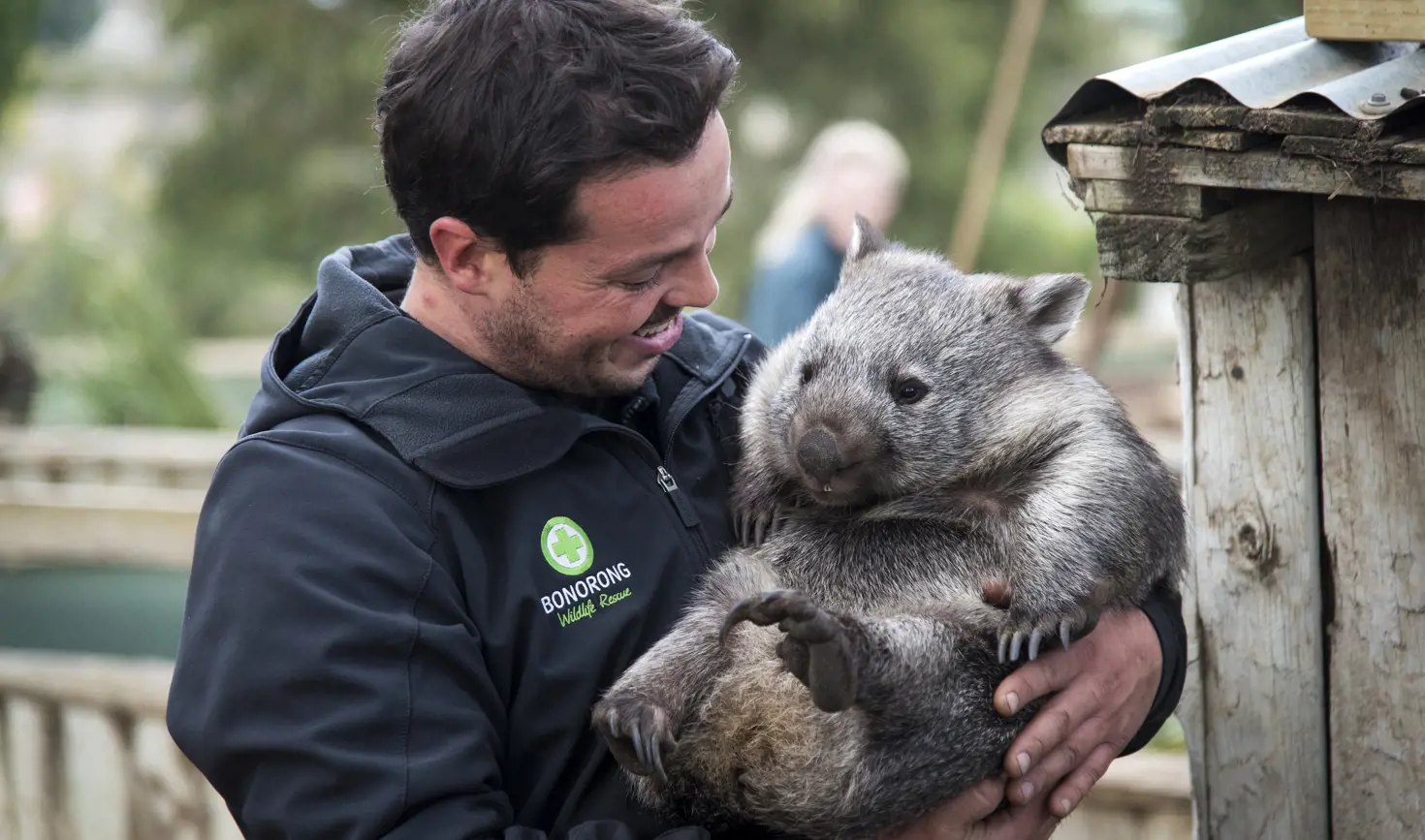 Smiling wildlife park worker holds wombat