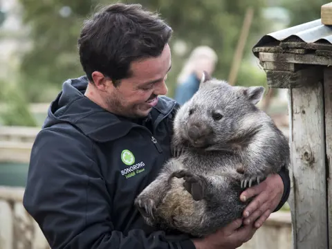 Smiling wildlife park worker holds wombat