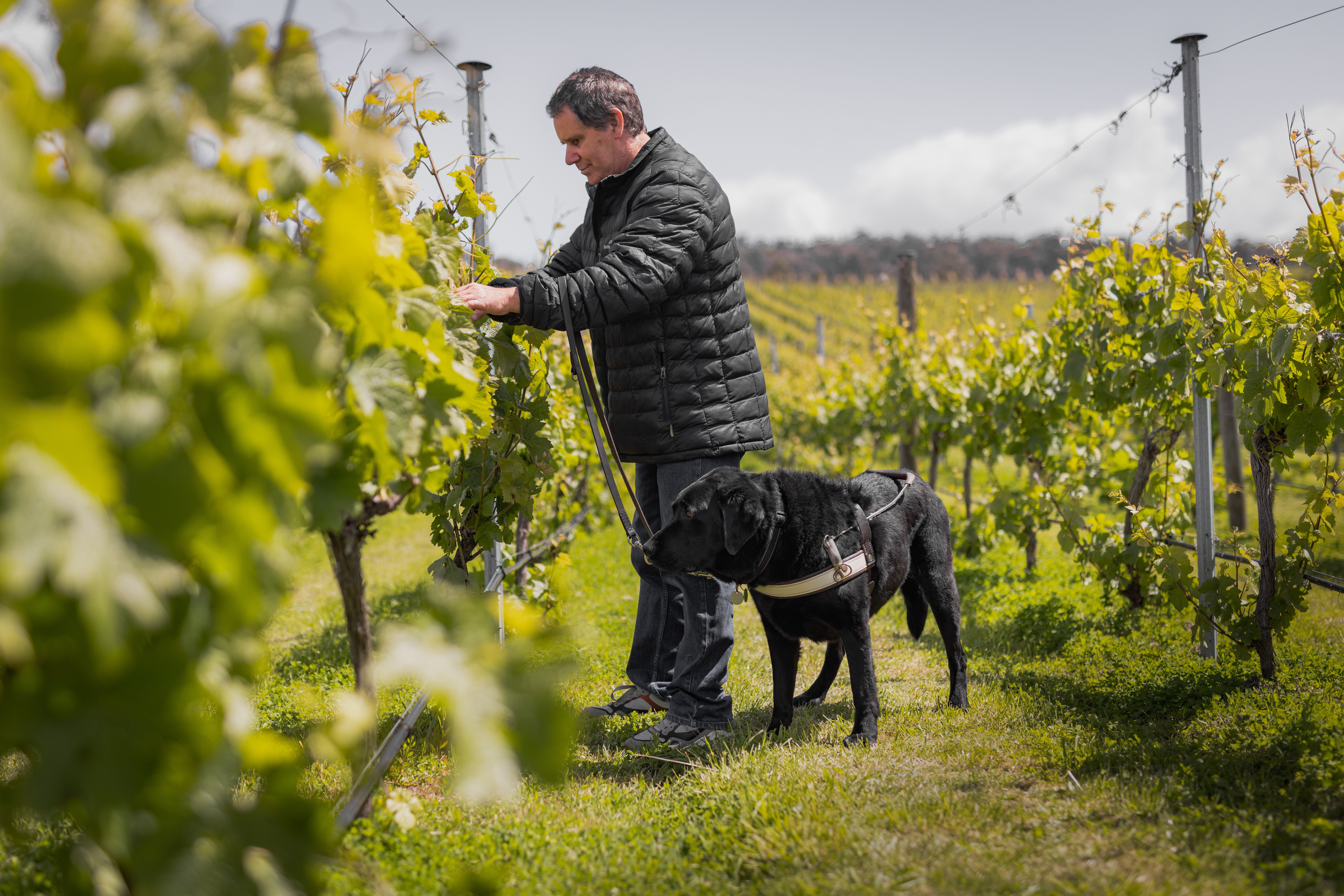 A man with a guide dog reaching out to touch grape vines in a vineyard row, feeling the leaves and fruit with his hand.