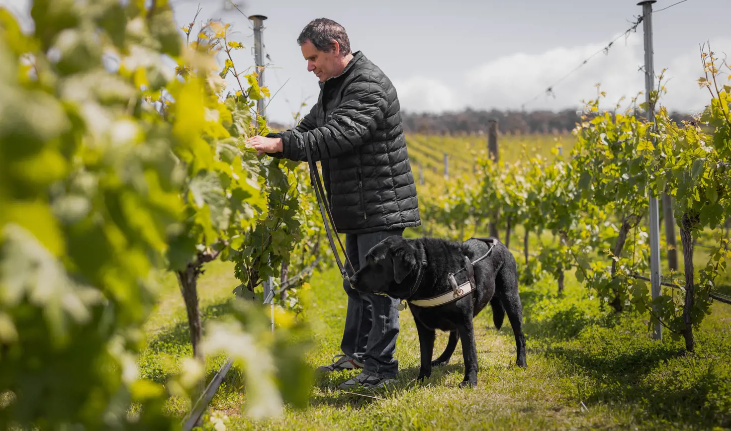 A man with a guide dog reaching out to touch grape vines in a vineyard row, feeling the leaves and fruit with his hand.