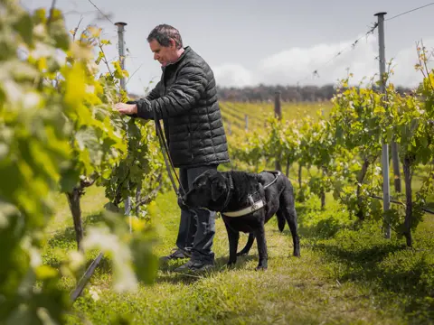 A man with a guide dog reaching out to touch grape vines in a vineyard row, feeling the leaves and fruit with his hand.
