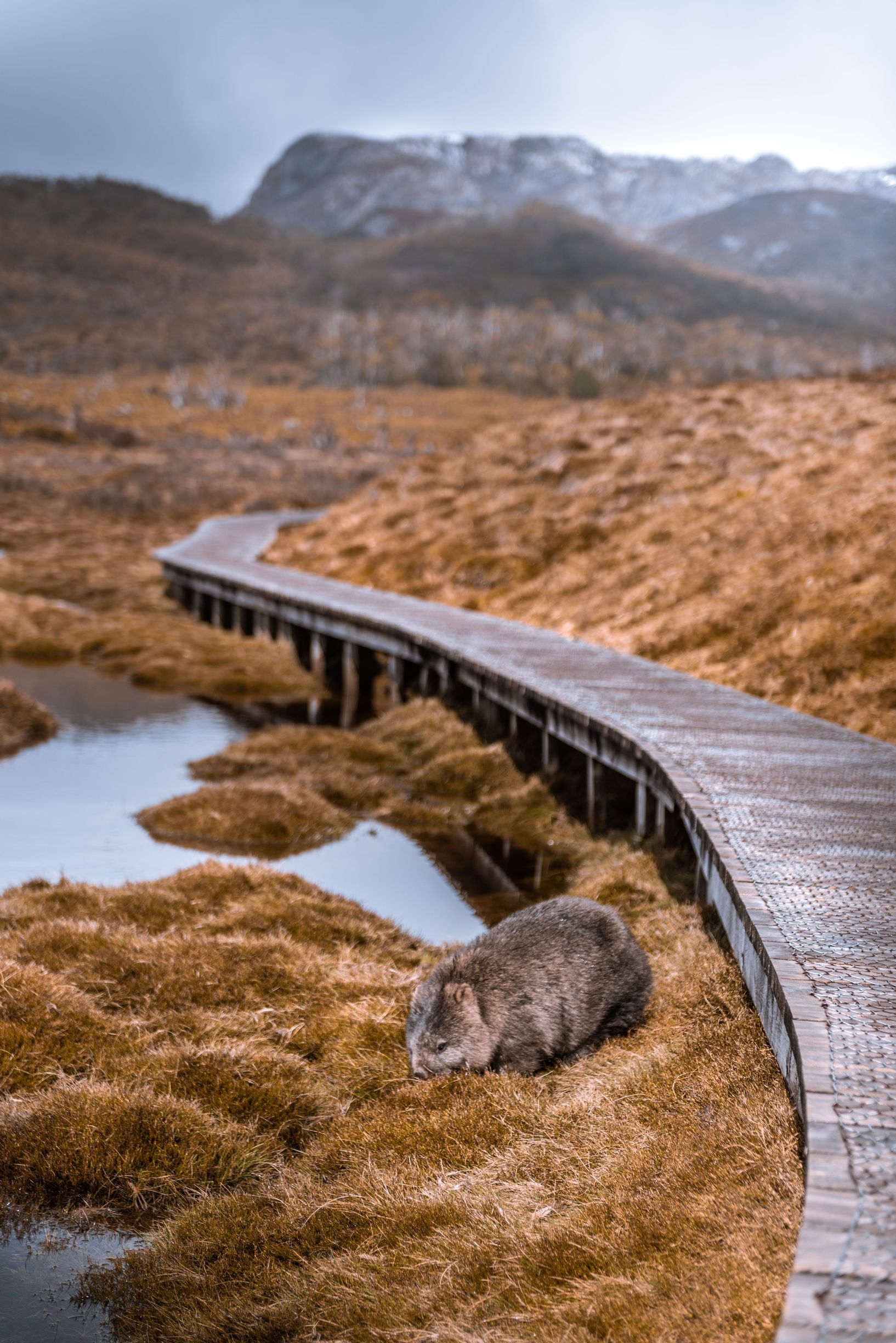 Wombat (Vombatus ursinus)