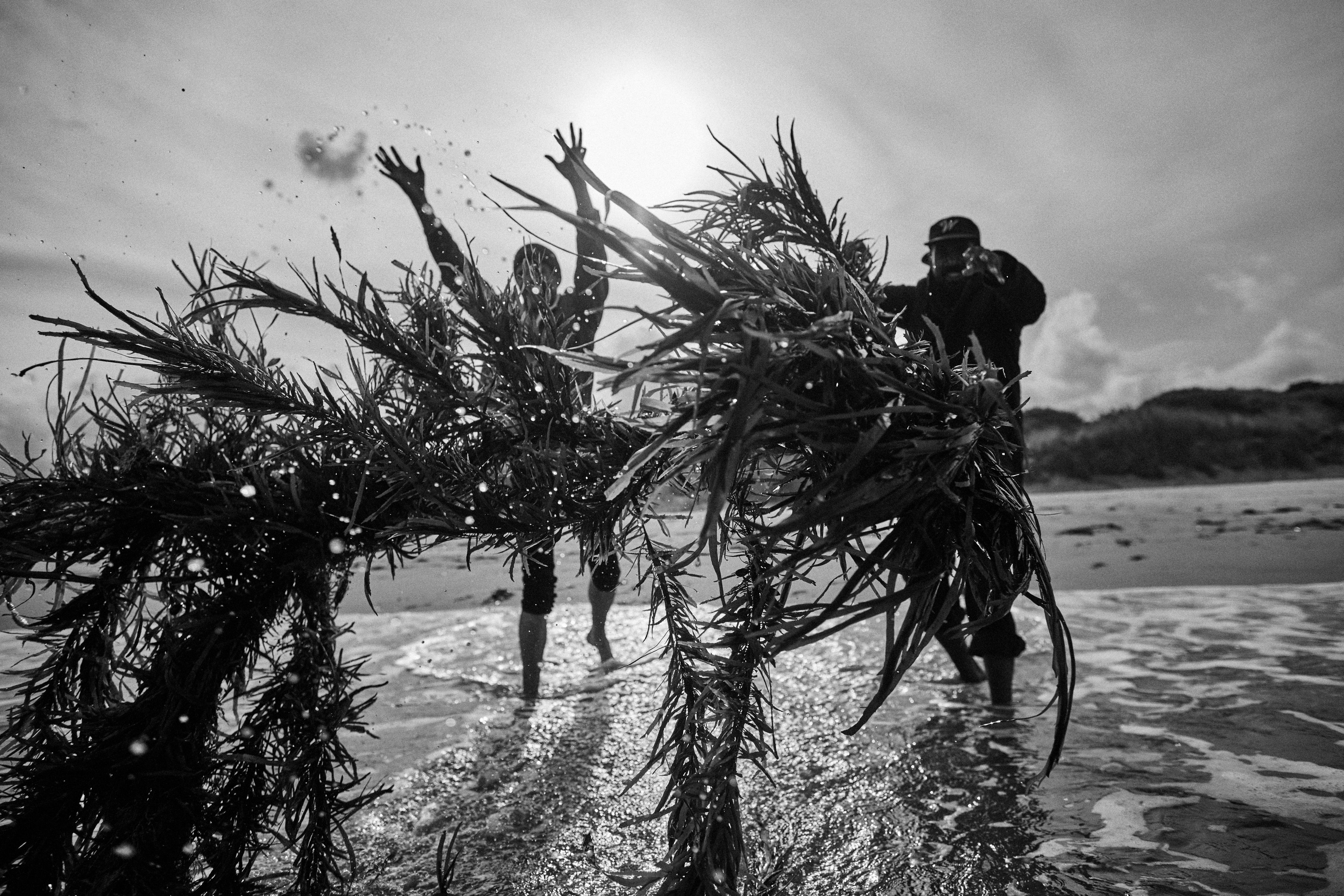 Black and white image of two people in shallow water on a beach, lifting and swinging large bundles of kelp