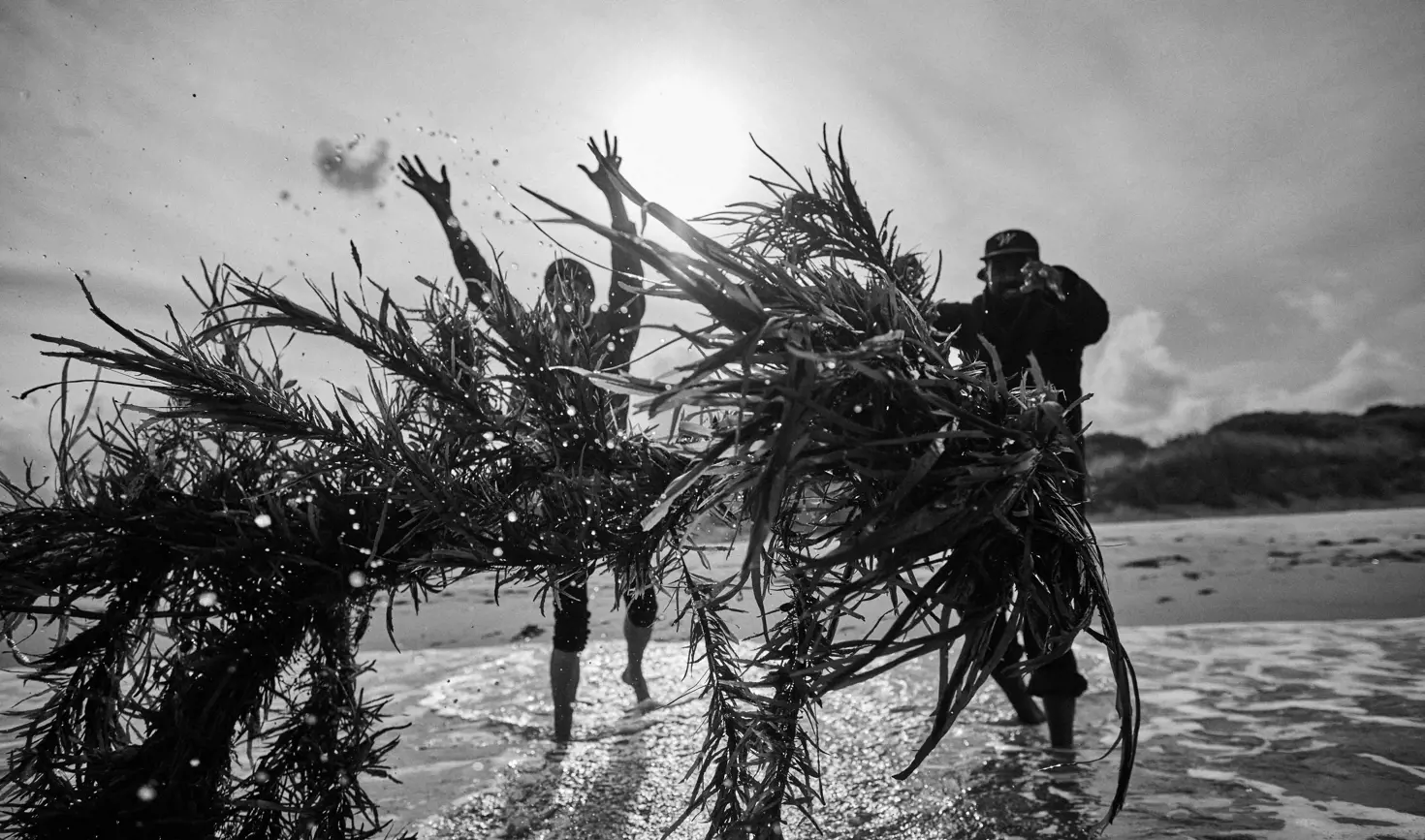Black and white image of two people in shallow water on a beach, lifting and swinging large bundles of kelp