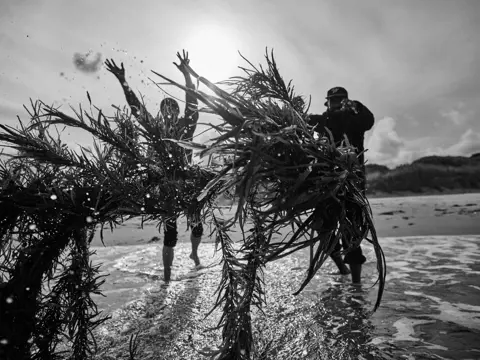 Black and white image of two people in shallow water on a beach, lifting and swinging large bundles of kelp